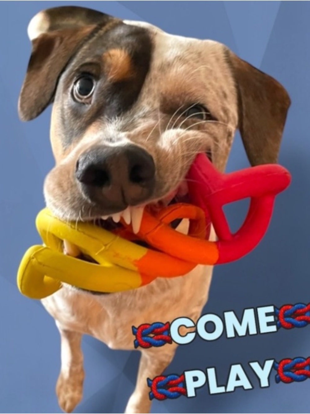 CHECK OUT ALL MY PET APPROVED TOYS, FEEDERS, TRAINING BUNDLES AND MORE 🐶🐱 - Picture 13 of 13